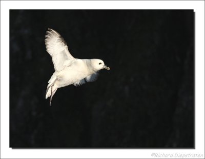 Noordse Stormvogel - Fulmarus glacialis - Fulmar