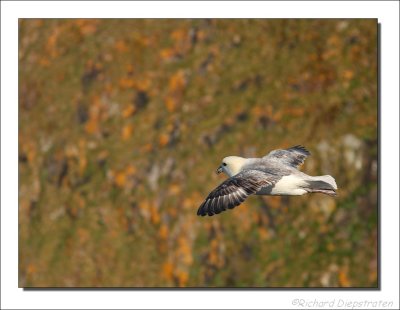 Noordse Stormvogel - Fulmarus glacialis - Fulmar