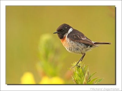 Roodborsttapuit - Saxicola torquata - Stonechat