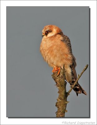 Roodpootvalk    -    Red-footed Falcon