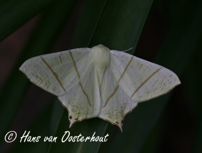 Vliervlinder - Ourapteryx sambucaria