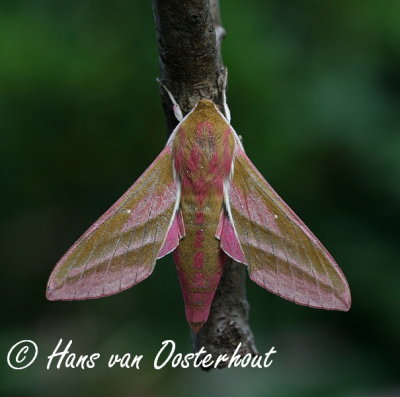 Groot Avondrood - Deilephila elpenor