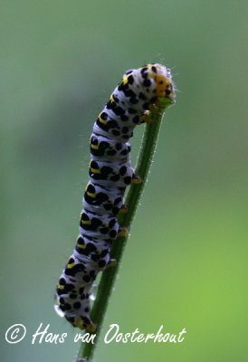 Helmkruidvlinder - Shargacucullia scrophulariae