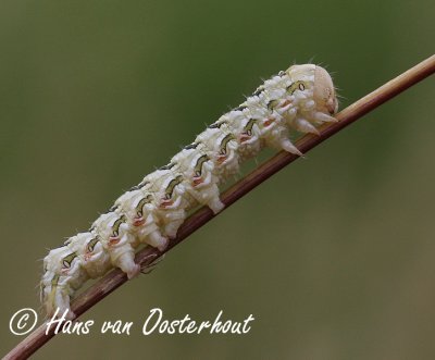 Kamillevlinder - Cucullia chamomillae