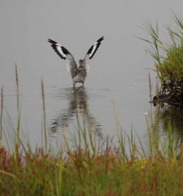 Bolsa Chica Wetlands