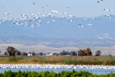 Sacramento National Wildlife Refuge