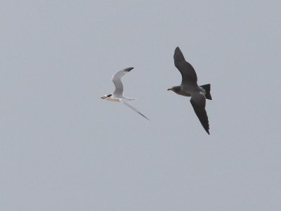 Heermann's Gull chasing Elegant Tern