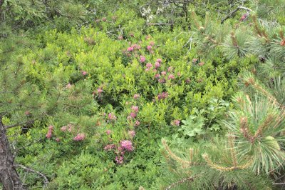 Photos of Gertrude's Nose Footpath