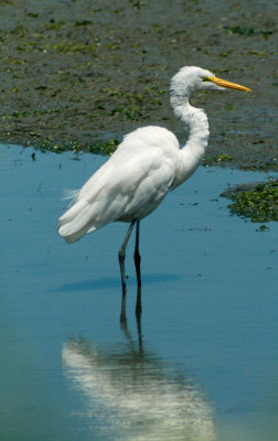 Snow Egret at Forsythe Wildlife Refuge