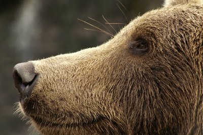 Brown Bear Portraits