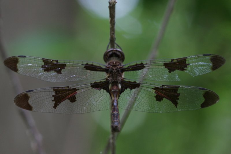 Prince Baskettail.jpg