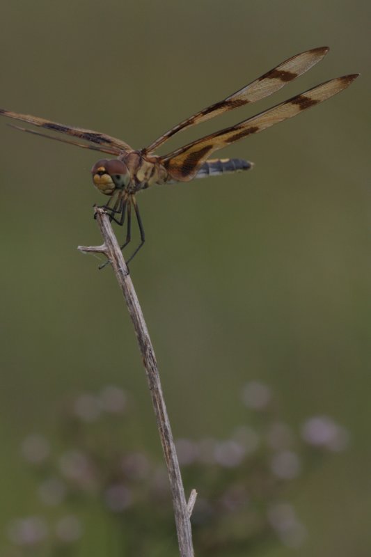 Halloween Pennant2.jpg