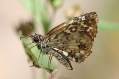 Checkered-Skipper.jpg