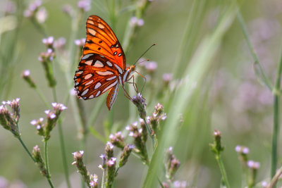 Gulf Fritillary.jpg
