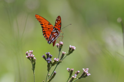 Gulf Fritillary.jpg