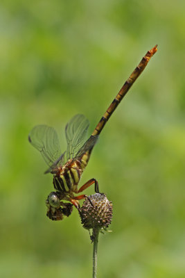 Broad-striped Forceptail with bee.jpg