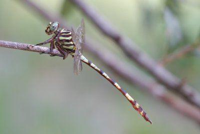 male Broad-striped Forceptail.jpg