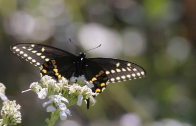 Black Swallowtail.jpg