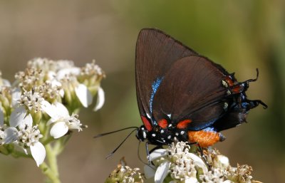 Great Purple Hairstreak3.jpg