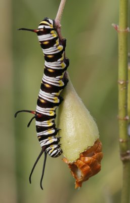 Queen caterpillar.jpg