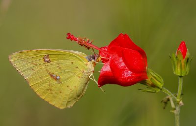 Cloudless Sulphur1.jpg
