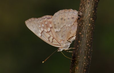 Tawny Emperor1.jpg