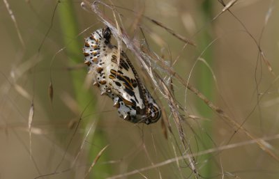 Variegated Fritillary chrysalis.jpg