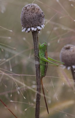 Straight-lanced Meadow Katydid.jpg