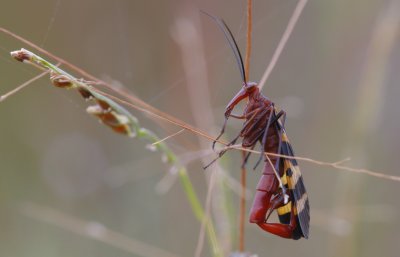 male Scorpionfly.jpg