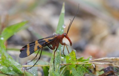 female Scorpionfly.jpg