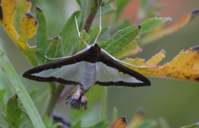 Mellonworm Moth.jpg