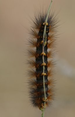 hanging on.jpg