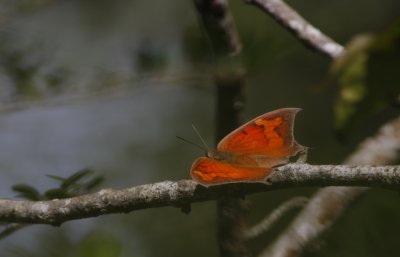 female Goatweed Leafwing.jpg