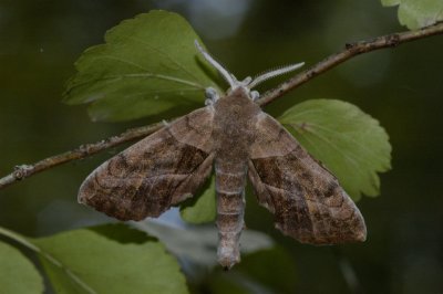 Sphinx Moth.jpg
