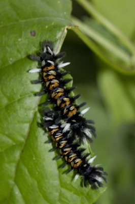 Milkweed Tussock Caterpillar.jpg