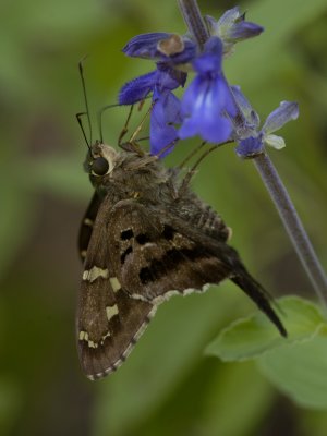Dorantes Longtail.jpg
