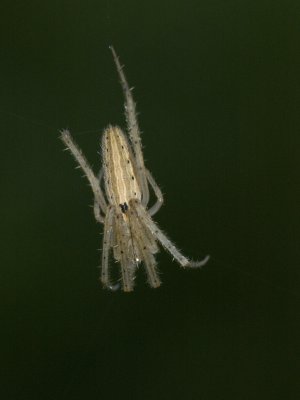 Orb Weaver.jpg