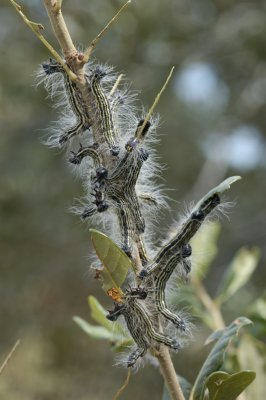 Caterpillars.jpg