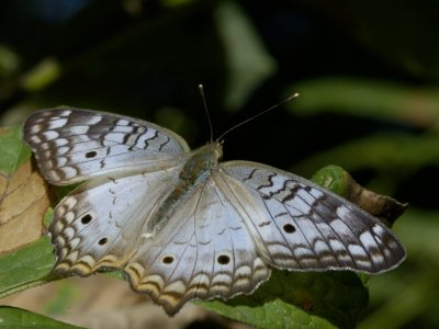 White Peacock.jpg