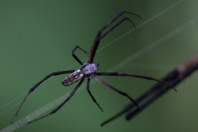 male Argiope.jpg