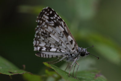 Checkered Skipper.jpg