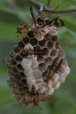 Paper Wasp nest.jpg