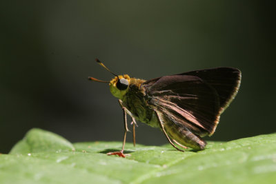 Skipper.jpg