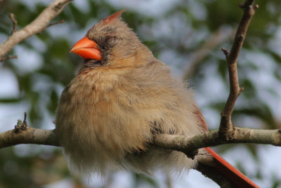 female Cardinal.jpg