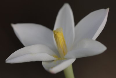 white Rain Lily.jpg