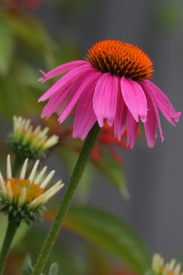 Pueple Cone Flower.jpg