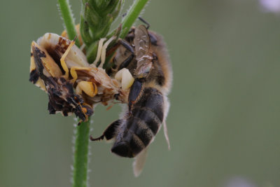 Ambush Bugs with Bee.jpg