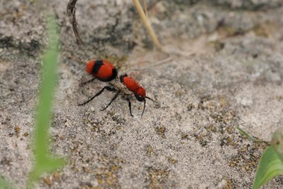 female Velvet Ant.jpg