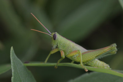 Grasshopper1.jpg