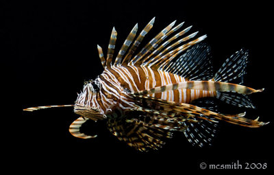 Lion Fish - (Pterois antennata)